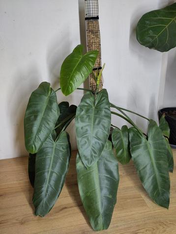 Philodendron Jose Buono  beschikbaar voor biedingen