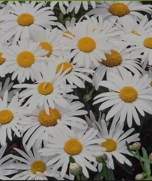 Zaden lage margriet, Tuin en Terras, Bloembollen en Zaden, Volle zon, Ophalen of Verzenden