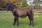 Grote maat shetlander veulen 🩵, 0 tot 2 jaar, Hengst, A pony (tot 1.17m), Onbeleerd