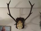 herten gewei, Verzenden, Zo goed als nieuw, Hert, Gewei of Kop