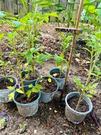 Biologische Tomatenplanten Uit eigen moestuin.Tomaat, Tuin en Terras, Planten | Tuinplanten, Ophalen, Volle zon, Groenteplanten