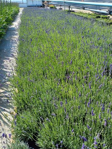 Lavendel hidcote 2 liter pot van eigen kwekerij  beschikbaar voor biedingen