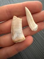 2 Enchodus tanden, Verzamelen, Mineralen en Fossielen, Ophalen of Verzenden