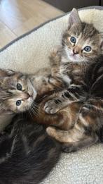 Lieve sociale kittens zoeken een nieuw huisje, Dieren en Toebehoren, Katten en Kittens | Raskatten | Korthaar, Meerdere dieren