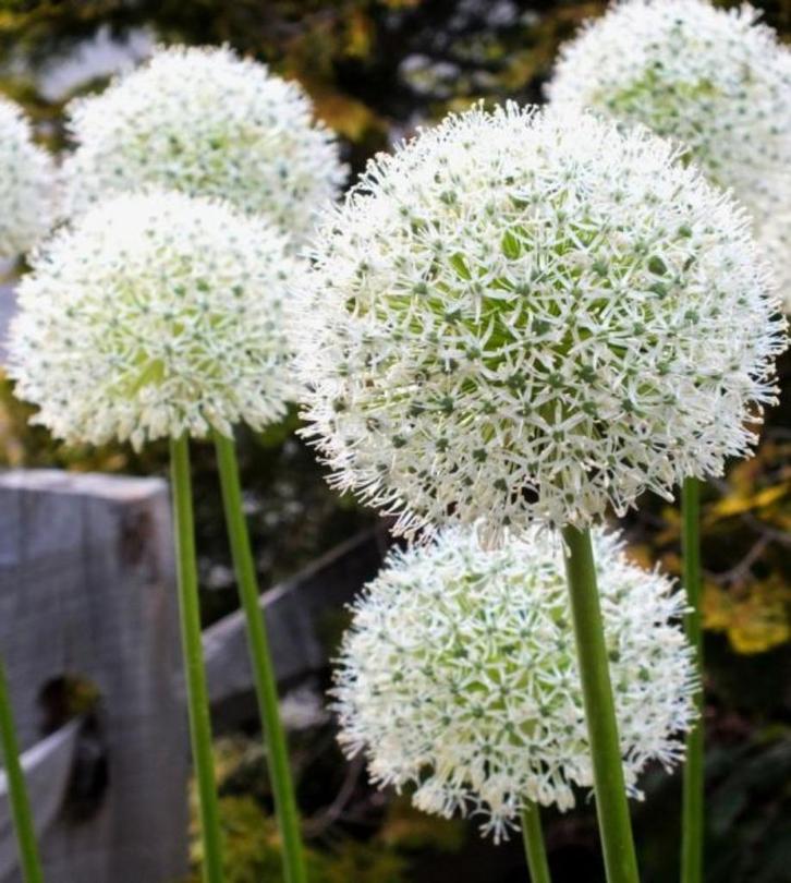 allium white giant bollen, Tuin en Terras, Bloembollen en Zaden, Bloembol, Najaar, Volle zon, Ophalen of Verzenden