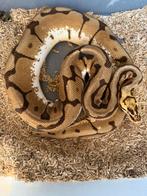 0.1 Python regius bumblebee 66% het ghost, Dieren en Toebehoren, Reptielen en Amfibieën, Slang