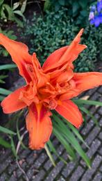 Daglelie, Tuin en Terras, Planten | Tuinplanten, Volle zon, Vaste plant, Zomer, Ophalen