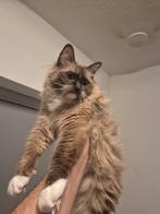 Ragdoll poesje, Dieren en Toebehoren, Katten en Kittens | Raskatten | Korthaar, Poes