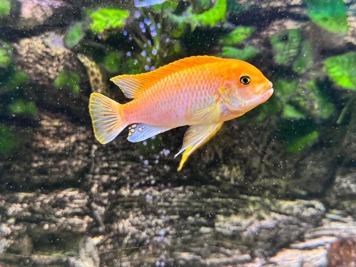 Uitverkoop! Hongi Sunflower en 2x Metriaclima Estherae, Dieren en Toebehoren, Vissen | Aquariumvissen, Vis