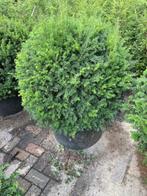Taxus   Bol, Tuin en Terras, Planten | Bomen, Bloeit niet, Halfschaduw, Minder dan 100 cm, Ophalen