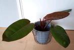 Philodendron Prince of Orange variegata, Ophalen, Overige soorten, Halfschaduw, Minder dan 100 cm