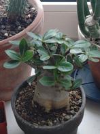 Adenium Obesum (Woestijnroos) - Prachtige Vetplant, Vetplant, Ophalen of Verzenden, Minder dan 100 cm, Bloeiende kamerplant