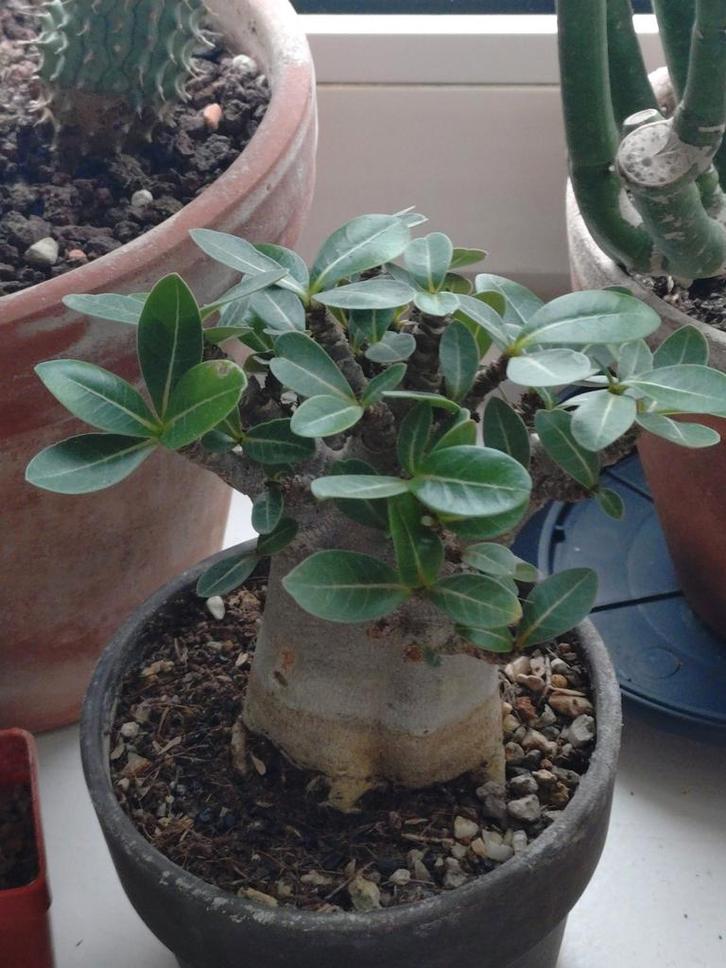 Adenium Obesum (Woestijnroos) - Prachtige Vetplant, Huis en Inrichting, Kamerplanten, Vetplant, Minder dan 100 cm, Bloeiende kamerplant