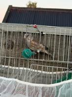 putter bastaard, Dieren en Toebehoren, Vogels | Overige Vogels, Mannelijk, Wildzangvogel