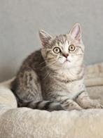 Te koop kittens britse korthaar x blue golden shaded, Dieren en Toebehoren, Katten en Kittens | Raskatten | Korthaar, Meerdere dieren