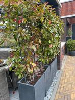 Plantenbakken met Red Robin, Tuin en Terras, Bloembakken en Plantenbakken, Ophalen, Kunststof, 100 cm of meer, Tuin