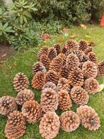 Hele grote dennenappels 15/16 cm.. Omtrek 30 cm., Ophalen of Verzenden, Materiaal