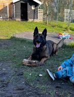 Mechelse herder teef 6 jaar kindvriendelijk, Dieren en Toebehoren, Honden | Herdershonden en Veedrijvers, 6 jaar of ouder, Rabiës (hondsdolheid)