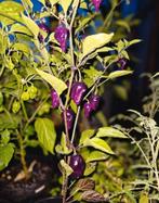 Zaden Collectie: Rode Duivel tot MBSupper Chili Pepers, Ophalen of Verzenden, Gehele jaar, Volle zon, Zaad