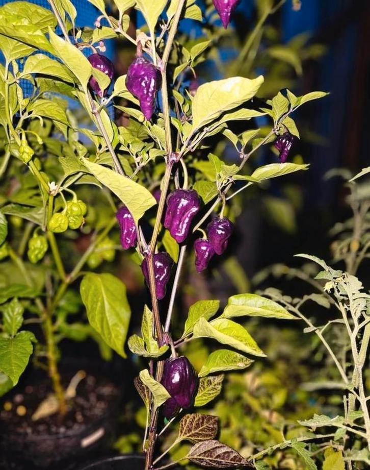 Zaden Collectie: Rode Duivel tot MBSupper Chili Pepers, Tuin en Terras, Bloembollen en Zaden, Zaad, Gehele jaar, Volle zon, Ophalen of Verzenden