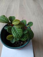 Madagascar Jewel 3 stekjes in een potje. Ophalen, Ophalen, Halfschaduw, Minder dan 100 cm