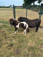 MINI MERRIE VEULEN, Dieren en Toebehoren, Pony's, Merrie, Recreatiepony, Gechipt, 0 tot 2 jaar