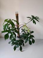 Philodendron Florida Green • 2 planten in 1 pot incl mospaal, Ophalen, 100 tot 150 cm, Overige soorten, Halfschaduw