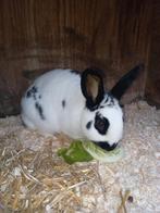 5 * huisje gezocht!, Dieren en Toebehoren, Vrouwelijk