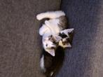 Twee poesjes kittens gratis afhalen, Dieren en Toebehoren, Poes, 0 tot 2 jaar