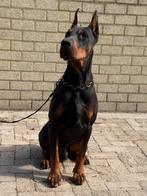 Prachtige dobermann reu, Particulier, Rabiës (hondsdolheid), Buitenland, Eén hond