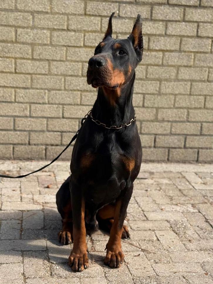 Prachtige dobermann reu, Dieren en Toebehoren, Honden | Bulldogs, Pinschers en Molossers, Reu, Overige rassen, Particulier, Eén hond