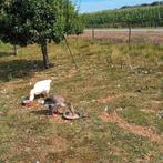 Drie Ganzen, Meerdere dieren, Gans of Zwaan