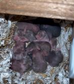 Jonge Syrische hamsters / Goudhamsters te koop., Dieren en Toebehoren, Knaagdieren, Hamster, November, Meerdere dieren, Tam