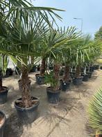 Trachycarpus fortunei palmen, Ophalen, Zomer, Volle zon, Palmboom
