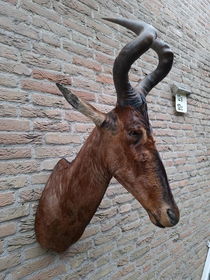 Opgezette kop hartenbeest afrika taxidermy opgezet jacht, Verzamelen, Dierenverzamelingen, Gewei of Kop, Wild dier, Ophalen