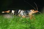 Gezocht Bijen garnaal, Caridina cf. cantonensis Bee, Dieren en Toebehoren, Vissen | Aquariumvissen, Kreeft, Krab of Garnaal