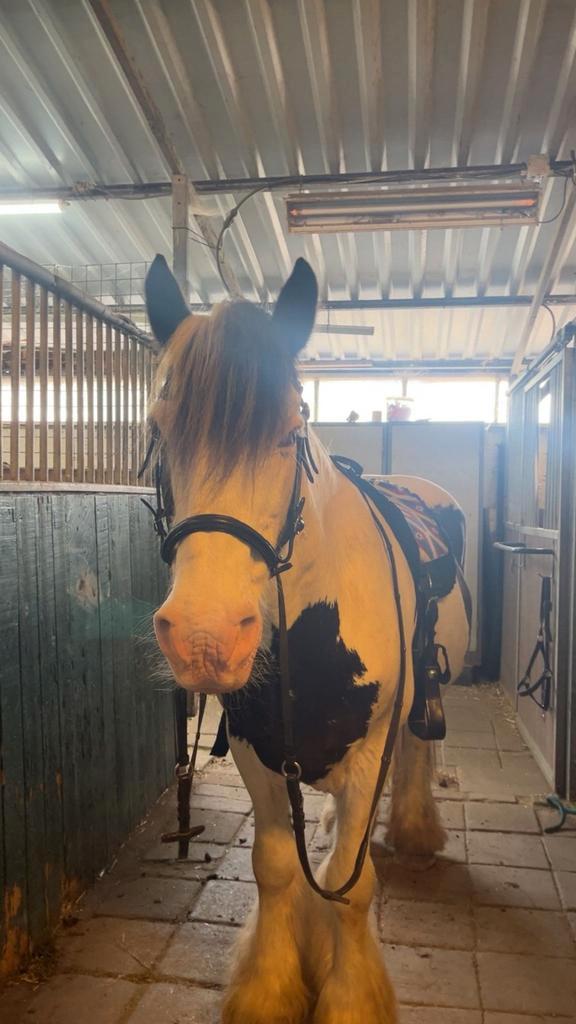 Naaldwijk .2 stallen vrij per 1 januari, Dieren en Toebehoren, Paarden, 0 tot 2 jaar, Recreatiepaard