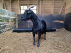 Dwerggeit black and tan, Dieren en Toebehoren, Schapen, Geiten en Varkens, Vrouwelijk, Geit, 3 tot 5 jaar