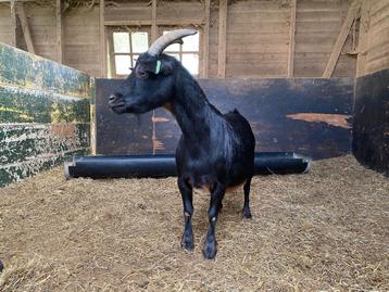 Dwerggeit black and tan beschikbaar voor biedingen