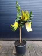 Citrus Medica Mano Di Buddha - Boeddha's hand H: 80 cm., Ophalen, Minder dan 100 cm, Volle zon, Citroenboom
