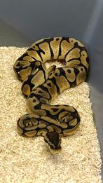 0.1 Koningspython - Ballpython - Python Regius, Slang, 0 tot 2 jaar