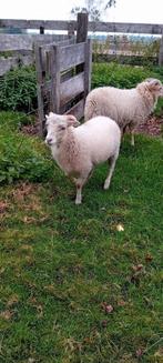 Mooi jong oeusant rammetje!, Dieren en Toebehoren, Schapen, Geiten en Varkens, Mannelijk, Schaap, 0 tot 2 jaar