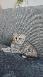 Scottish Fold kittens te koop, Meerdere dieren, Kortharig, 0 tot 2 jaar