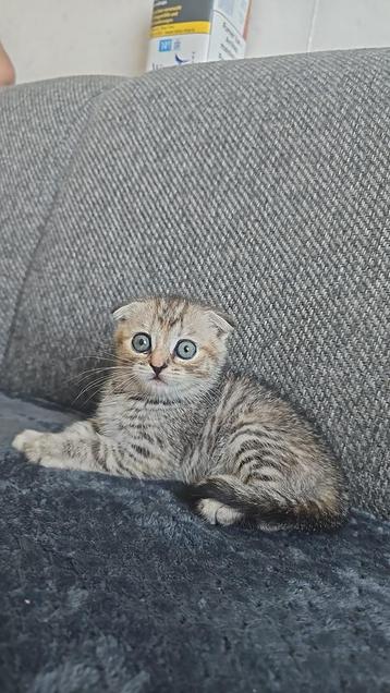 Scottish Fold kittens te koop beschikbaar voor biedingen