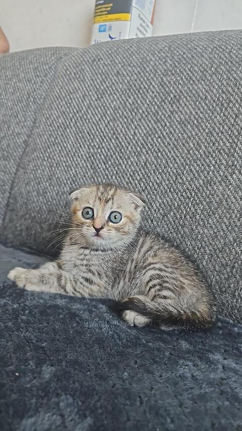 Scottish Fold kittens te koop, Dieren en Toebehoren, Katten en Kittens | Overige Katten, Kortharig, Meerdere dieren, 0 tot 2 jaar