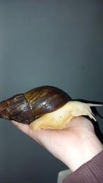 Baby agaat slakken, Ophalen of Verzenden, Nieuw, Overige typen