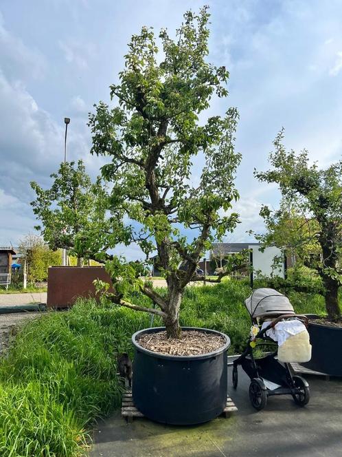 Prachtige 30 tot 60-jarige Gieser Wildeman (stoof)perenbomen, Tuin en Terras, Planten | Fruitbomen, Perenboom, 250 tot 400 cm