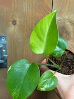 Monstera deliciosa variegata plant aurea yellow lemon lime, Huis en Inrichting, Ophalen of Verzenden, Halfschaduw, Minder dan 100 cm