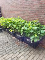 Hydrangea Strong Annabelle, Tuin en Terras, Planten | Tuinplanten, Ophalen