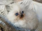 100%zuivere Perzische kittens, Dieren en Toebehoren, Katten en Kittens | Raskatten | Langhaar, Poes, Ontwormd